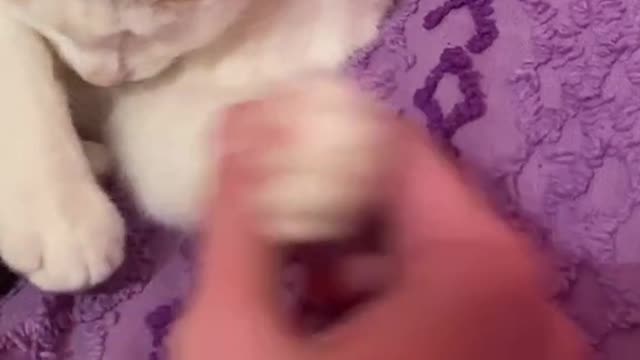 The natural enemy of cats is dogs, right?