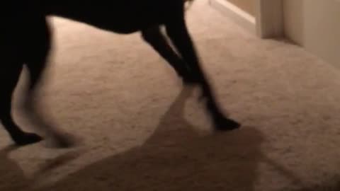 Black dog tries to bring in huge stick upstairs