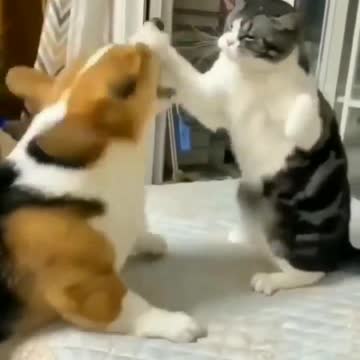 funny .cat and dog