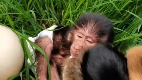 Baby baboon playing in the grass