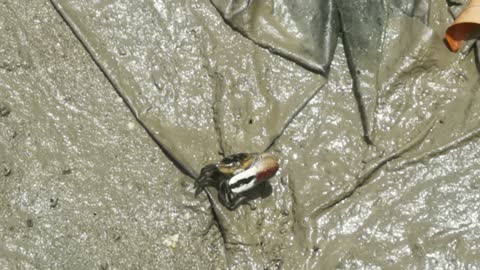 Fiddler crab at mangrove forest