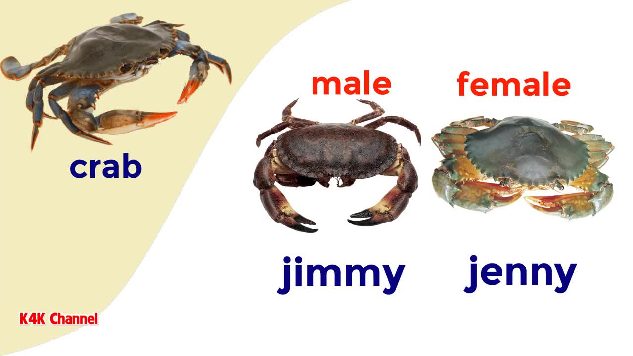 Animals Vocabulary With Pictures