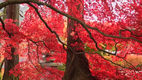 Red Leaves In Autumn