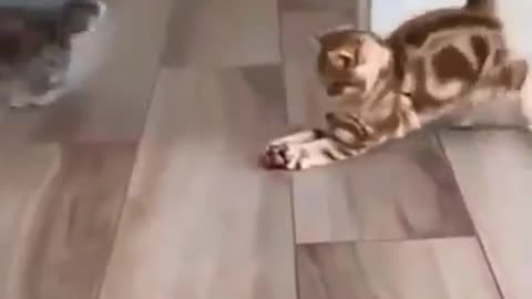 Cute Cats / Dogs Funny / Videos / Explore