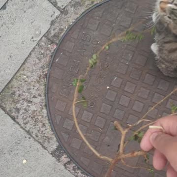 Tiger Kitten Jumping and Playing with tree branch😻 😻 😻