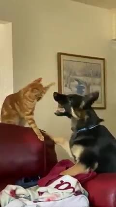 The cat does better with the land shark biting than I do!