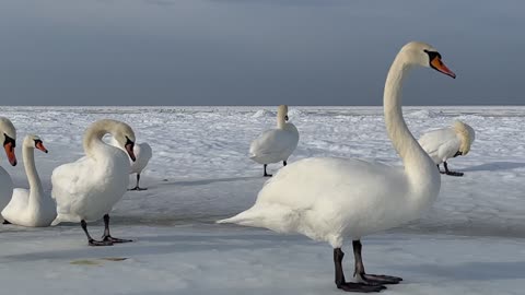 MOST BEAUTIFUL BIRDS IN NATURE 19