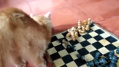 cat plays chess pieces