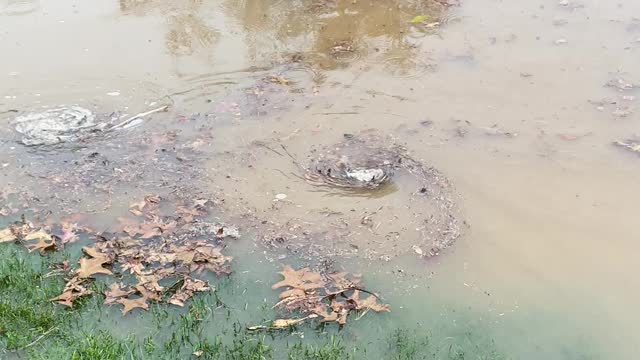 Clogged Storm Drain