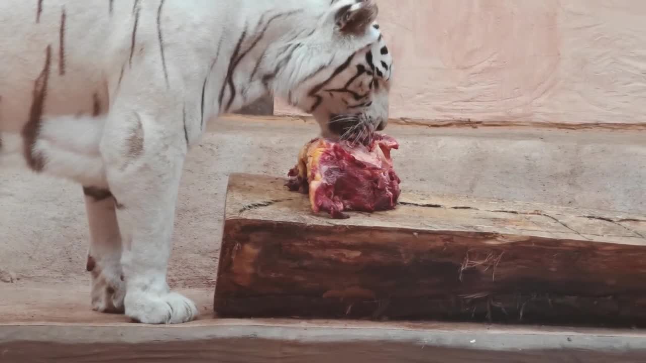 Close up white tiger eating raw meat. Licking and biting