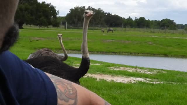 Ever Seen an Ostrich Penis?? You're Welcome