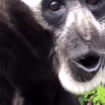 What a Performance: The Singing Monkey Steals the Show!"
