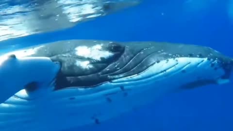 AMAZING PEOPLE SWIMMING WITH WHALES