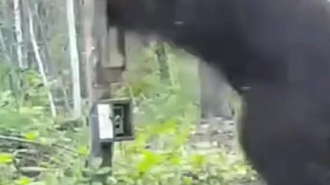 The Wild Bear Decides To Break The Mirror While Looking At Himself