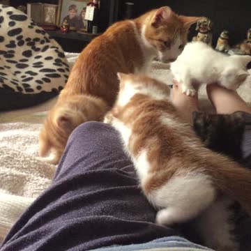 Brave kitten fearlessly captures a green straw (giant snake)