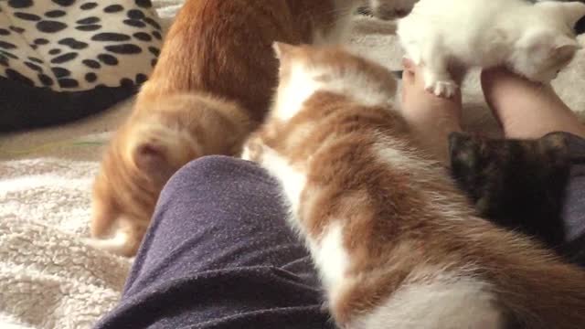 Brave kitten fearlessly captures a green straw (giant snake)