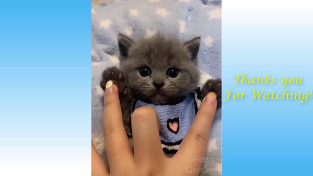 FUNNY VIDEOS 0002 Animal lovers