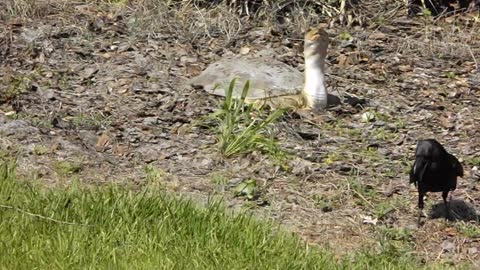 Crow and turtle