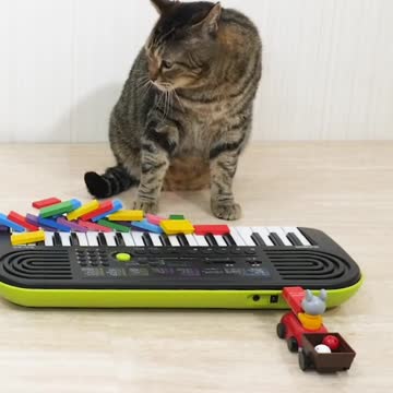 Cats_and_Domino. funny cat. cutes cat. shorts. #short. #funnyanimals