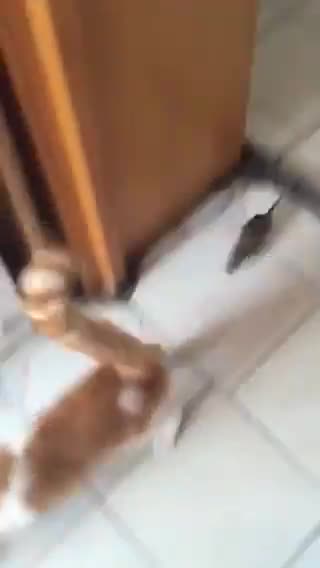 mouse hunting a CAT 😂