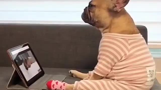 Relaxing Dog dog funny video Dog watch video new tab