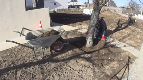 Landscaping the area under trees: Decorative stones and lawn