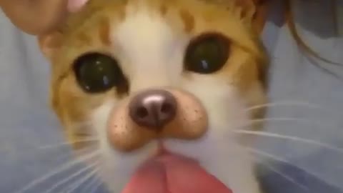 ❤️😹 Funniest Animals 😹 - Best Of The 2021 🙊❤️ Funny Animal Videos #