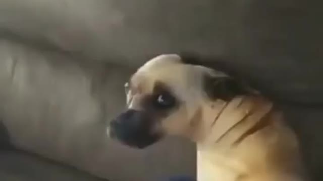 Puppies