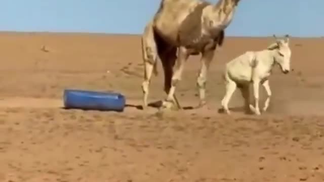 What the hell is going on here? 🐪😂😭