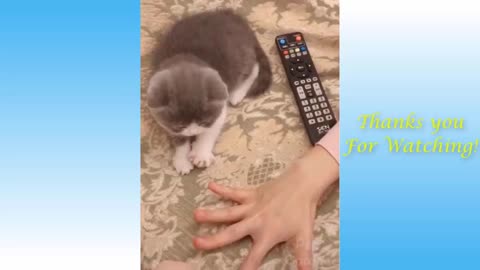 Funny and Cute Cat's Life 👯😺 Cats and Owners are the best friends