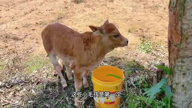 small ox drinking water