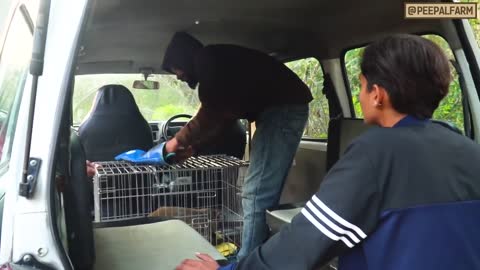 24.Monkey got electric shock - Monkey Rescue