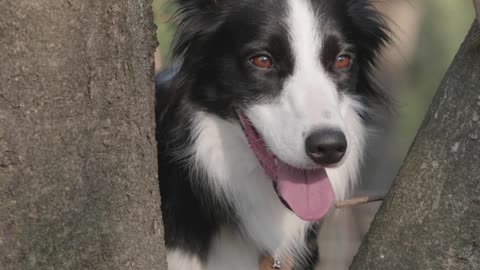 adog-standing-between-the-tree-branch