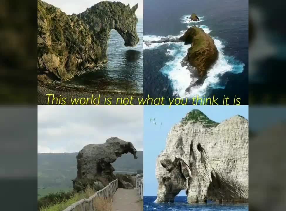There was once was giant animals!!