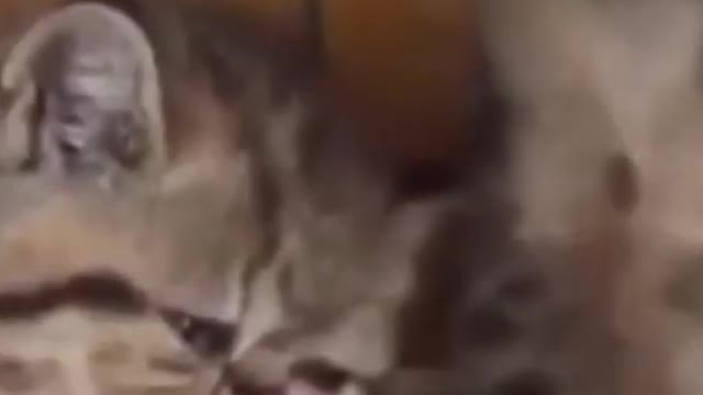 Compilation Of Funny Cat Vidoe