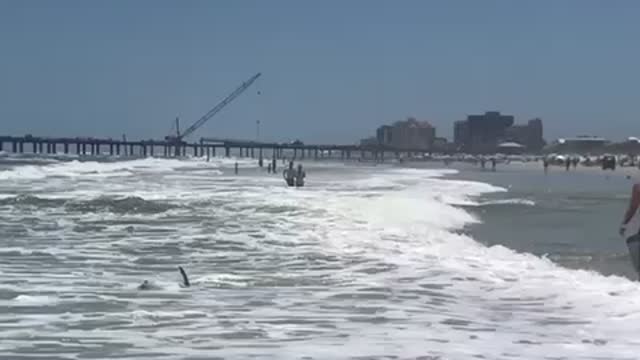 Shark in the surf