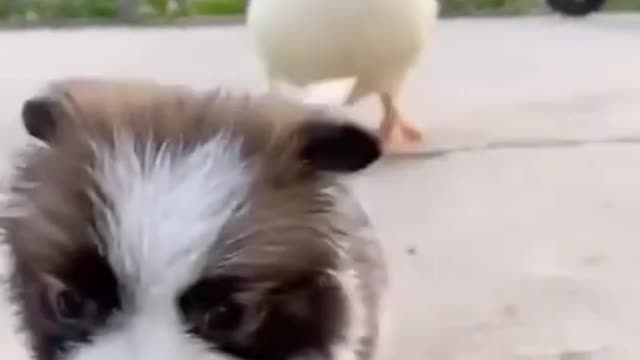 Funniest Animals - Best Of The 2022 Funny Animal Videos #36