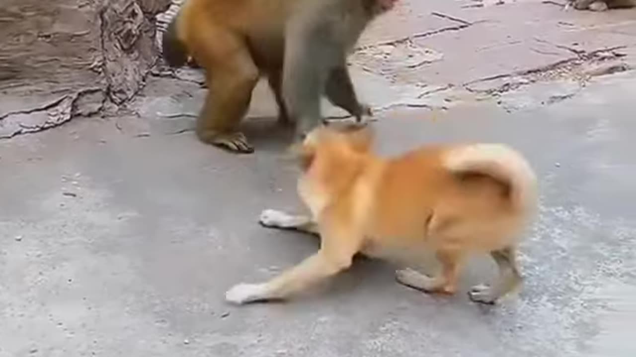 Monkey vs dog fighting funny video#short very funny video fighting funny short