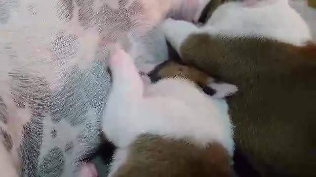 English Bulldog Puppies Eating