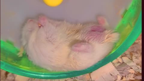 Hamster eating lazy as possible 🤣🤣