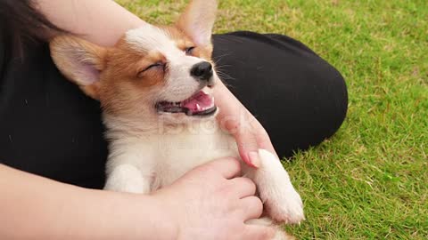 One Welsh Corgi puppy enjoy massage, 4kk