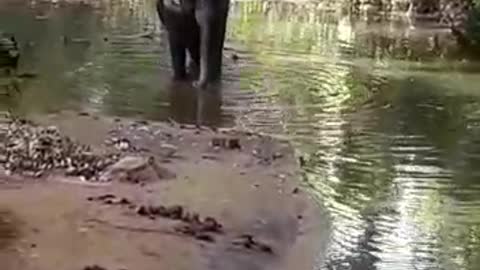 Wildlife of elephant