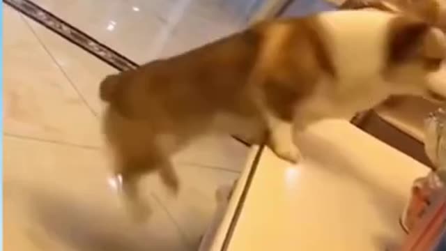 Funny Dog Reaction! | Funny Animal Videos | Funny Reaction Videos