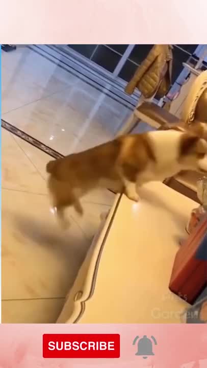 Funny Dog Reaction! | Funny Animal Videos | Funny Reaction Videos