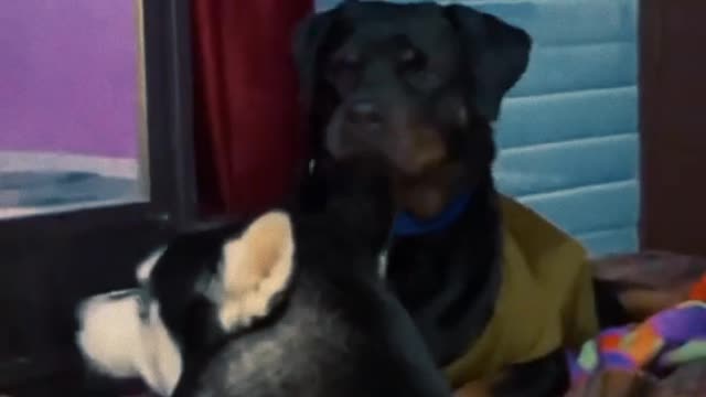 Funny Rottweiler vs Husky Reaction to Me Crying | prank | Review reloaded #shorts