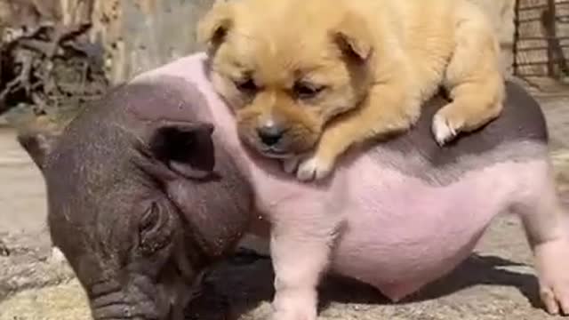 PUPPY CATCHES A RIDE ON A PIG