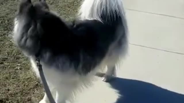 Funny Dogs - dog animals videos- Funny Dog - Funny Animals Life - Cute Dogs