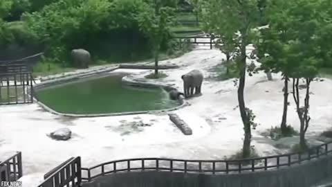 Life in the world of wild animals