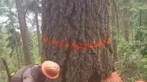 Don’t try to cut trees marked with orange paint.
