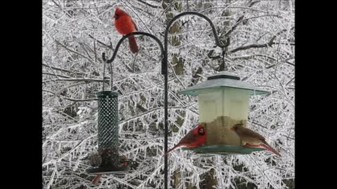 Winter Birds during Icestorm